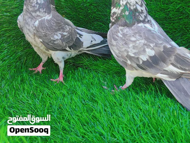 حمام باكستاني