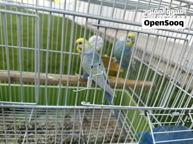 كوبيه ريمبو