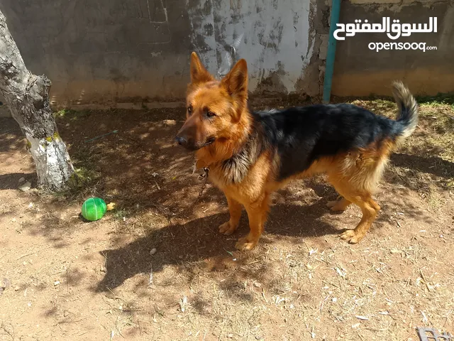 كلب جيرمني للبيع
