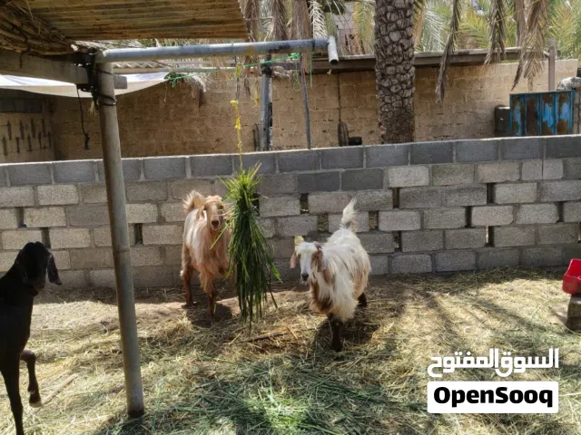 تيس للبيع فول سمنه