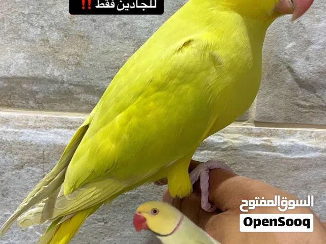 فرخ متو بالد اوبلاين ليموني الراس اصفر