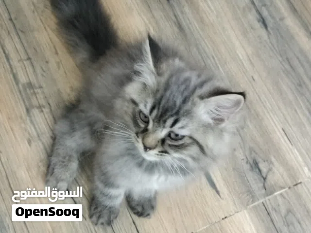 قط شيرازي جميل