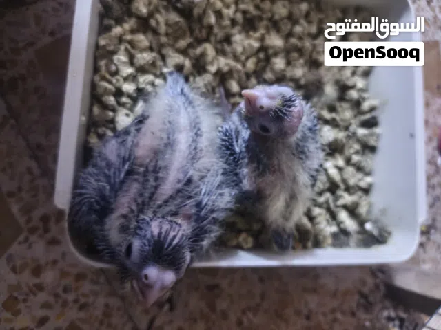 فراخ كوكتيل سعر 20تك