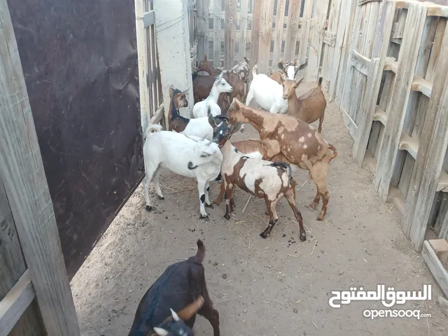 تيوس صلاليه