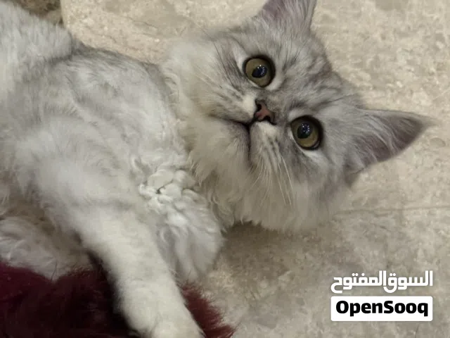 للبيع قط شيرازي ذكر