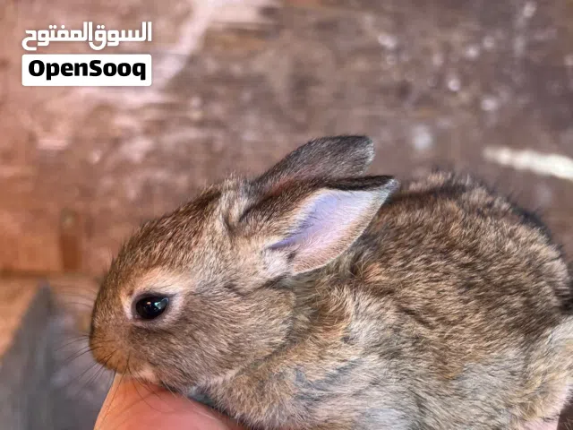 متوفر أرانب صغار للبيع -اقرا الوصف