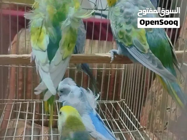 طيور الحب رينبو وفناجس جامبو أقره الوصف