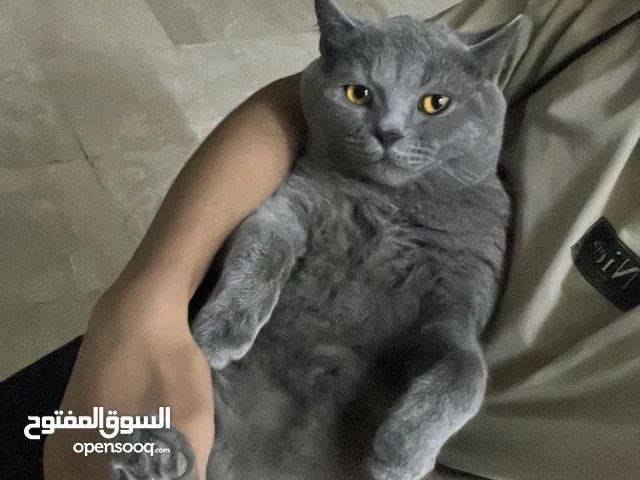 قط بريتش اليف جدا