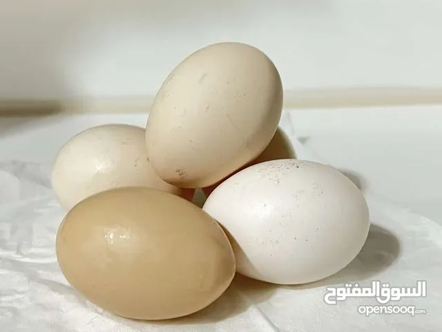 بيض محلي للبيع