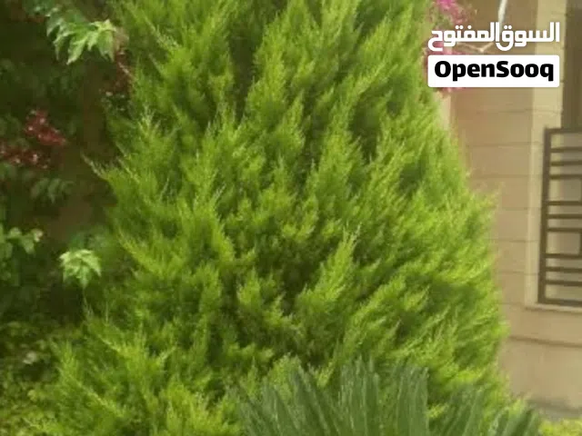 تنسيق حدائق