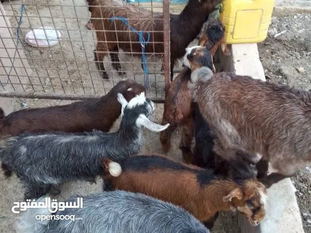 اسخال العمر ثلاث شهور 10 سخلات