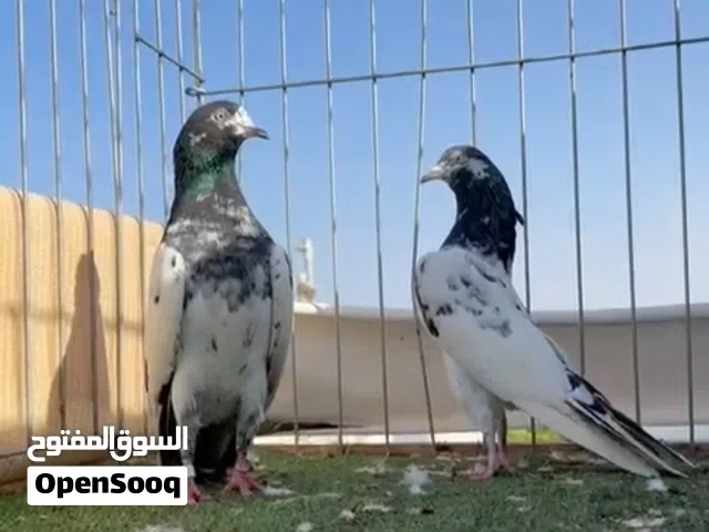 للبيع تيادي 128