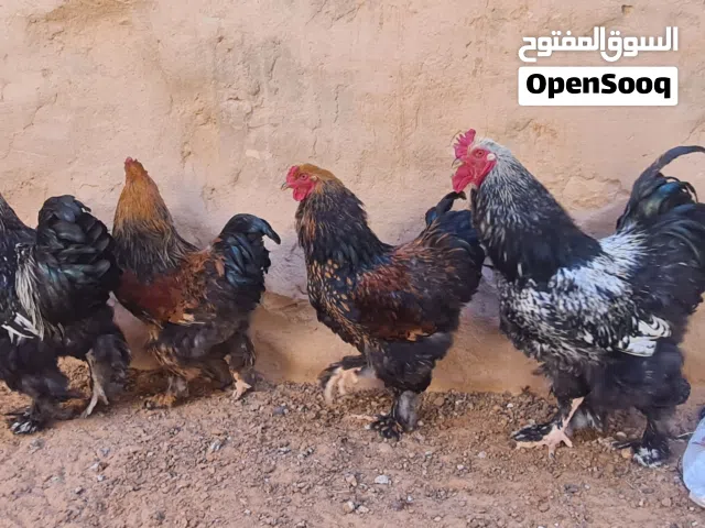 فراريج براهما