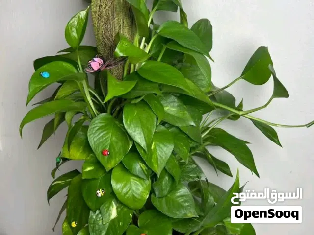 ارض النواقيه