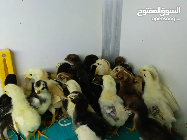 كتاكيت دجاج عرب الوان مختلفة
