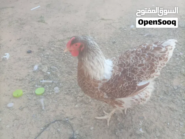 كتكوت ون دوت بركاني