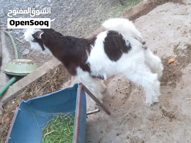 اغنام للبيع