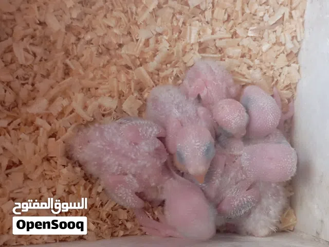 طيور للبيع