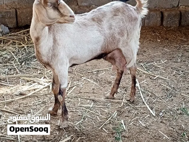 صخله صلمه شامي مطفل سمينه جابت توم واحد مات وحاليآ وراها نثيه فقط