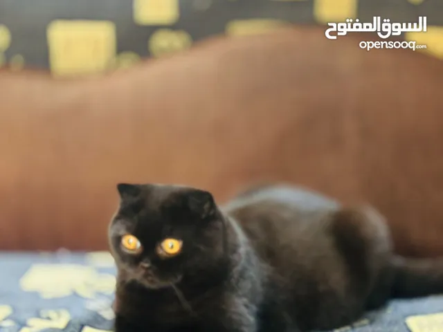 اسلام عليكم ذكر سكوتش فولد نادر عمر 8 اشهر بغداد الحريه لتفاصيل اكثر لاتصال واتساب