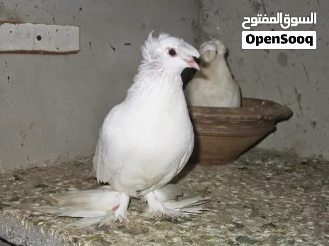 مطلوب فحل دمكش ابيض