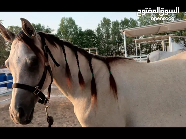 خيول عربيه عدد اثنان