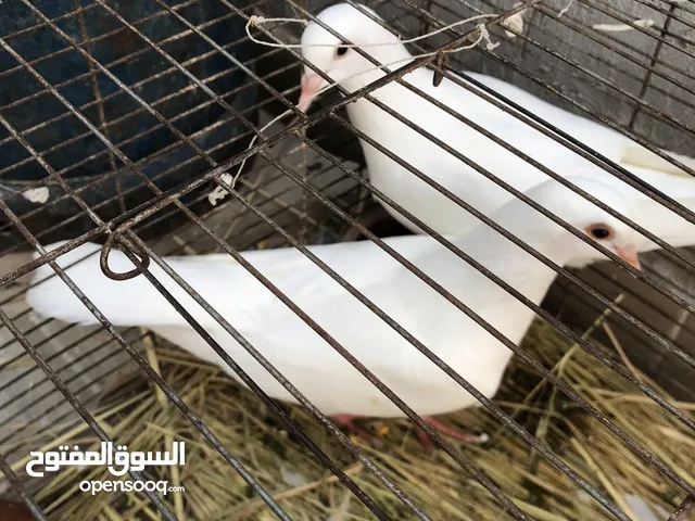 لاحم فرنسى بيور شبابى