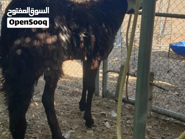 كبش نجدي سوداني السمنه فول العمر سنه وشويه