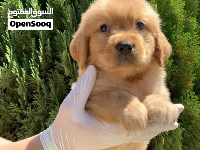 جراء مناسبه للاطفال والمنزل جولدن ريتريفر
