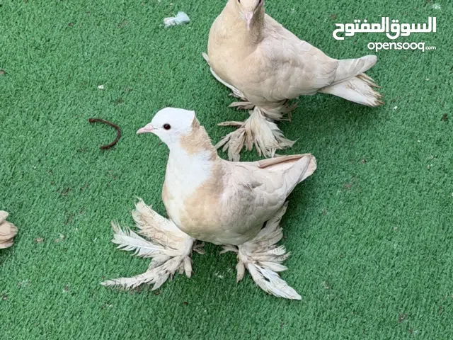 طيور صفر مخاليف حلوات