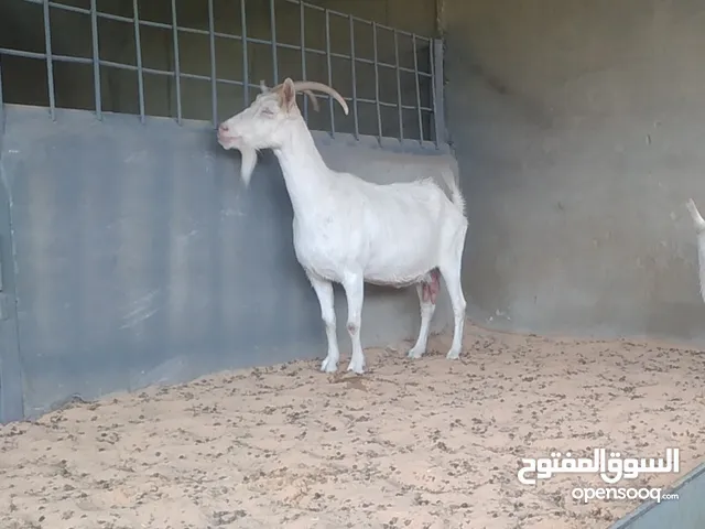 عنز فرنساوية درجة