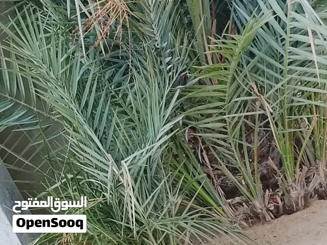 اربع نخلات طابوني للبيع