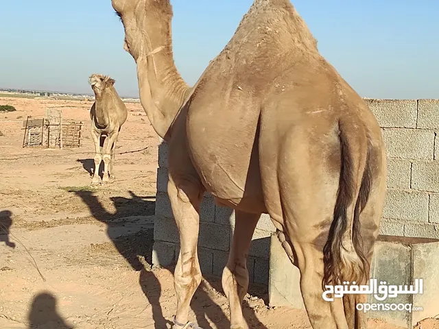 جمال اضاحي العدد تمانية