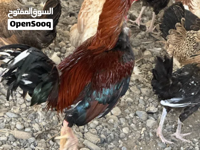 ديك باكستاني 25