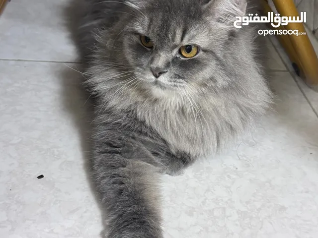 قطه شيرازيه