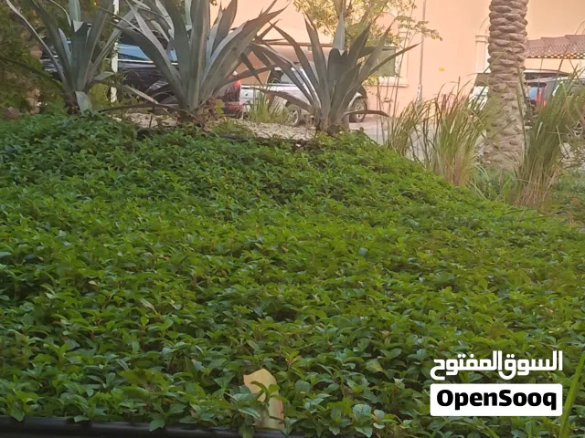 تنسيق الحديقه وقص الأشجار وزراعيه النخل وعمل شبكات الرأي وجميع أنوع الزراعية