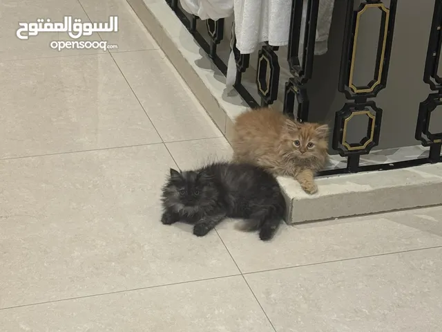 Kittens for adoption