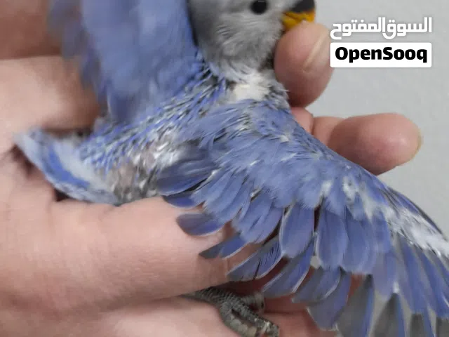 طيور روز أليفة مفطوم زق يدوي ( إقرأ الوصف جيدا" ) (السعر خاص )