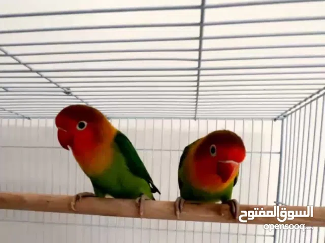 Fisher love birds