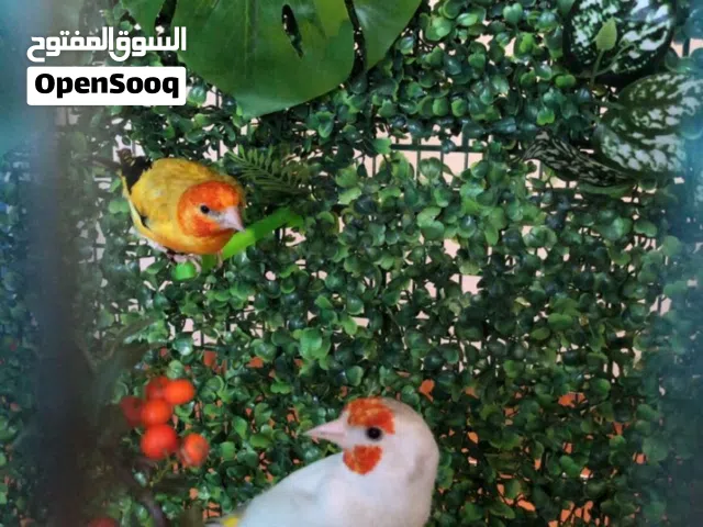 طفرة الحسون  طيره عدد 2 وفحل