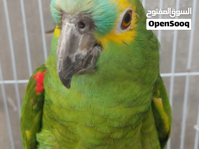 انثى ببغاء امازونى بلو فرنتد