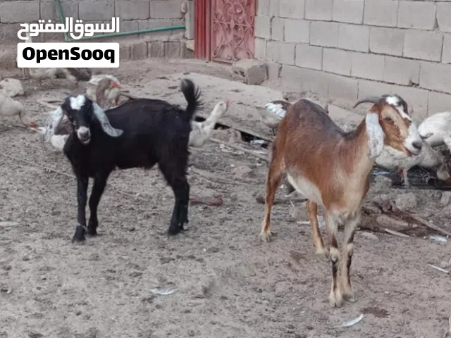 صخلة قطرية ضروبة ماشاء شكلها غزالة  حبلة وراها نثية