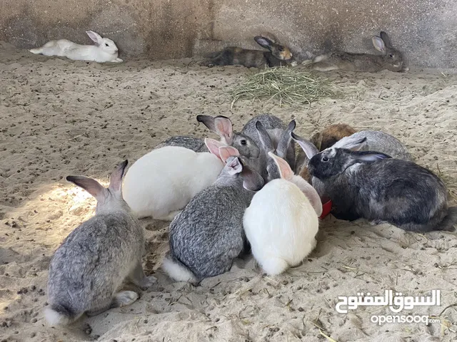 أرانب هولنديه للبيع