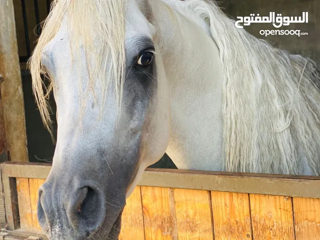 حصان عربي مسجل