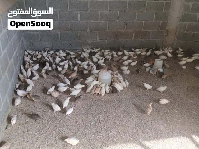 إستمارة بيع النوع : سمان  السعر : ثلاث حبات ريال الموقع : نزوئ