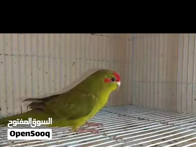 مطلوب مطلوب