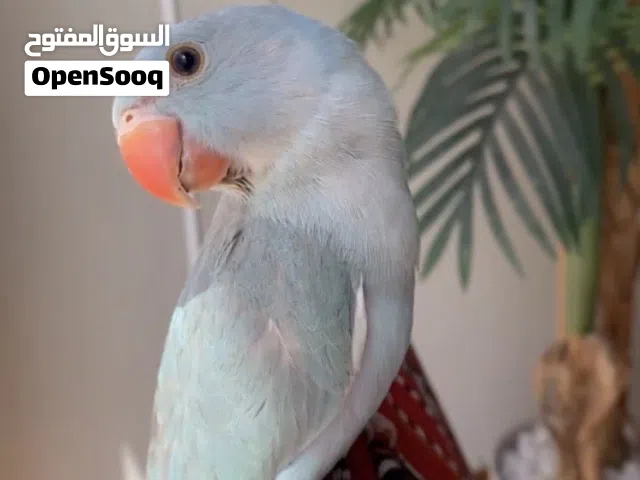 .............،،.....