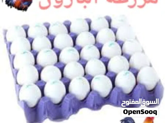 بيض دجاج بلدي