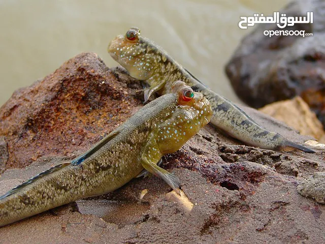 Mudskipper Available