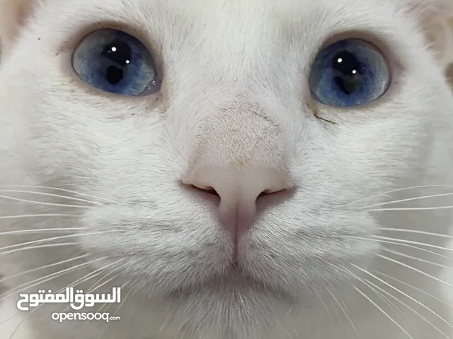 قط ذكر للتبني ،نوع انگورا تركي مهجن ،عمرة سنة ملقح